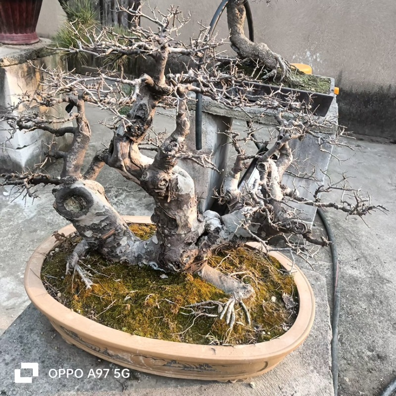 观赏类盆景黑松盆景苗场直发价格便宜品质保证规格全
