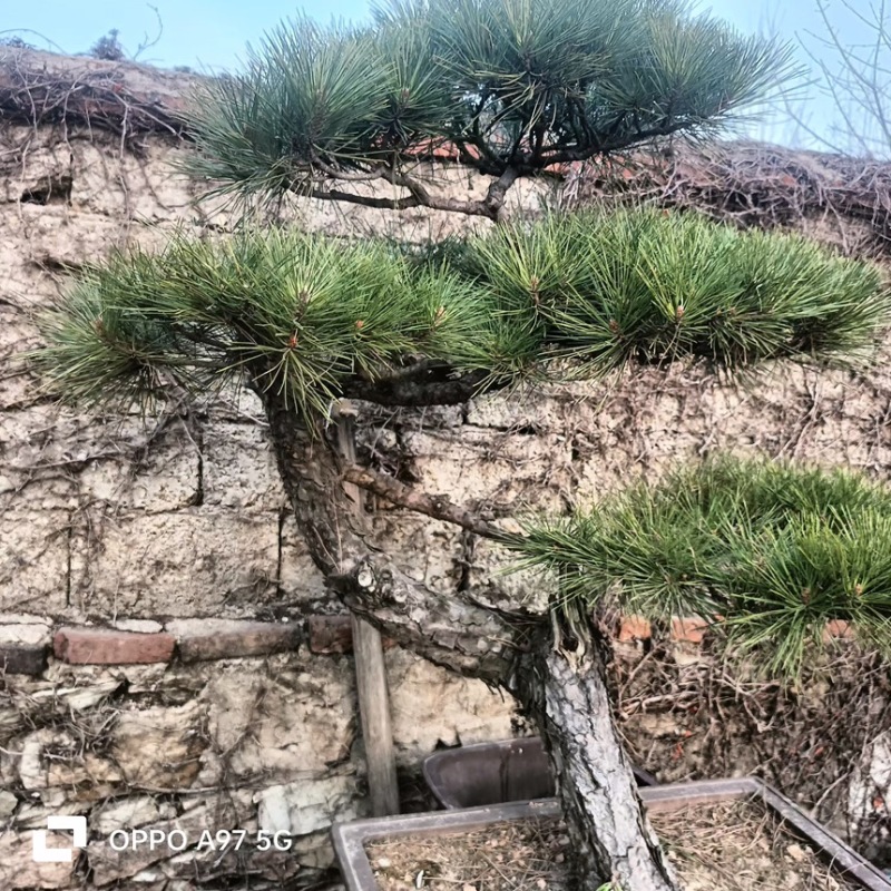 观赏类盆景黑松盆景苗场直发价格便宜品质保证规格全