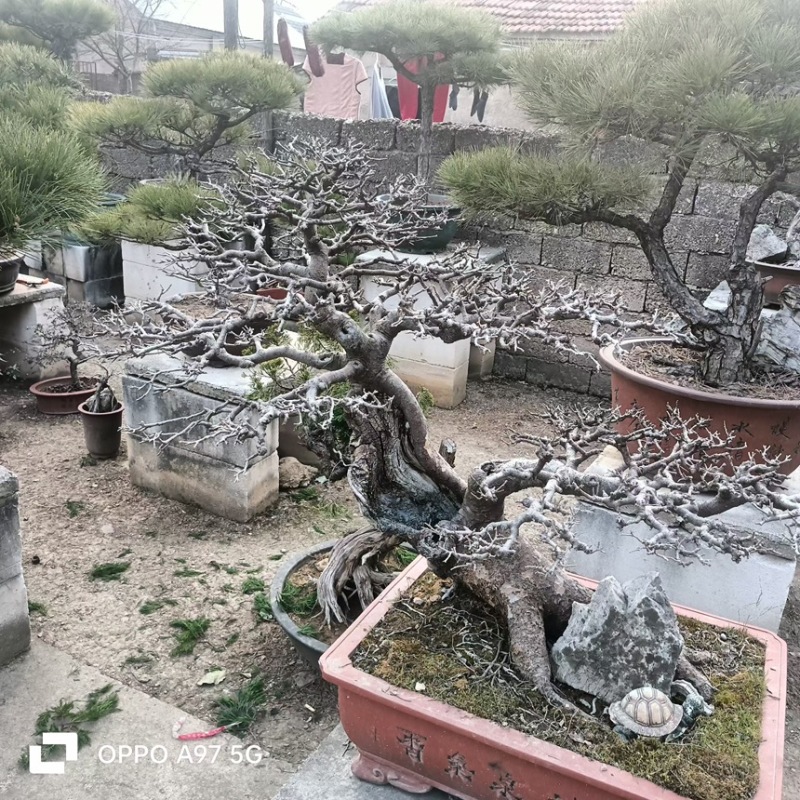 观赏类盆景黑松盆景苗场直发价格便宜品质保证规格全