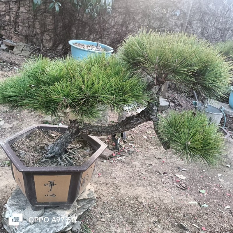 观赏类盆景黑松盆景苗场直发价格便宜品质保证规格全
