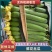 『实力供货』四川精品肉丝瓜，鲜花丝瓜，油皮丝瓜，产地直发