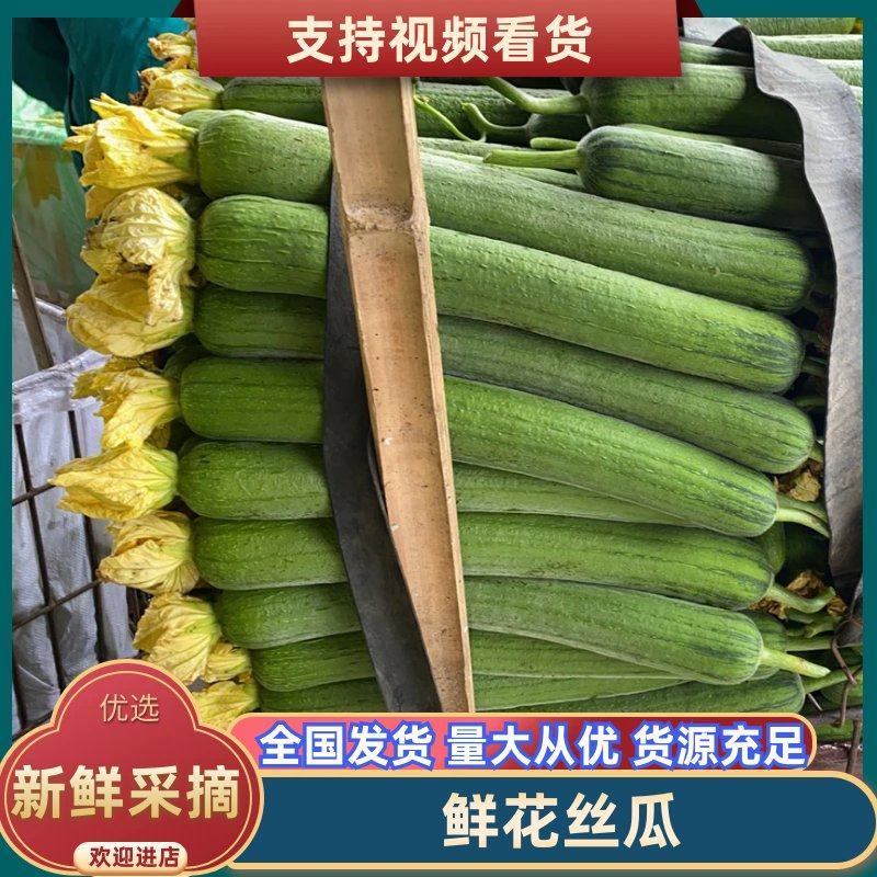 『实力供货』四川精品肉丝瓜，鲜花丝瓜，油皮丝瓜，产地直发