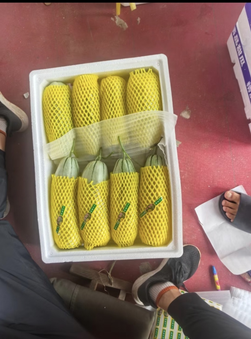 嫁接直杆羊角蜜博洋9博洋72系列品质保证