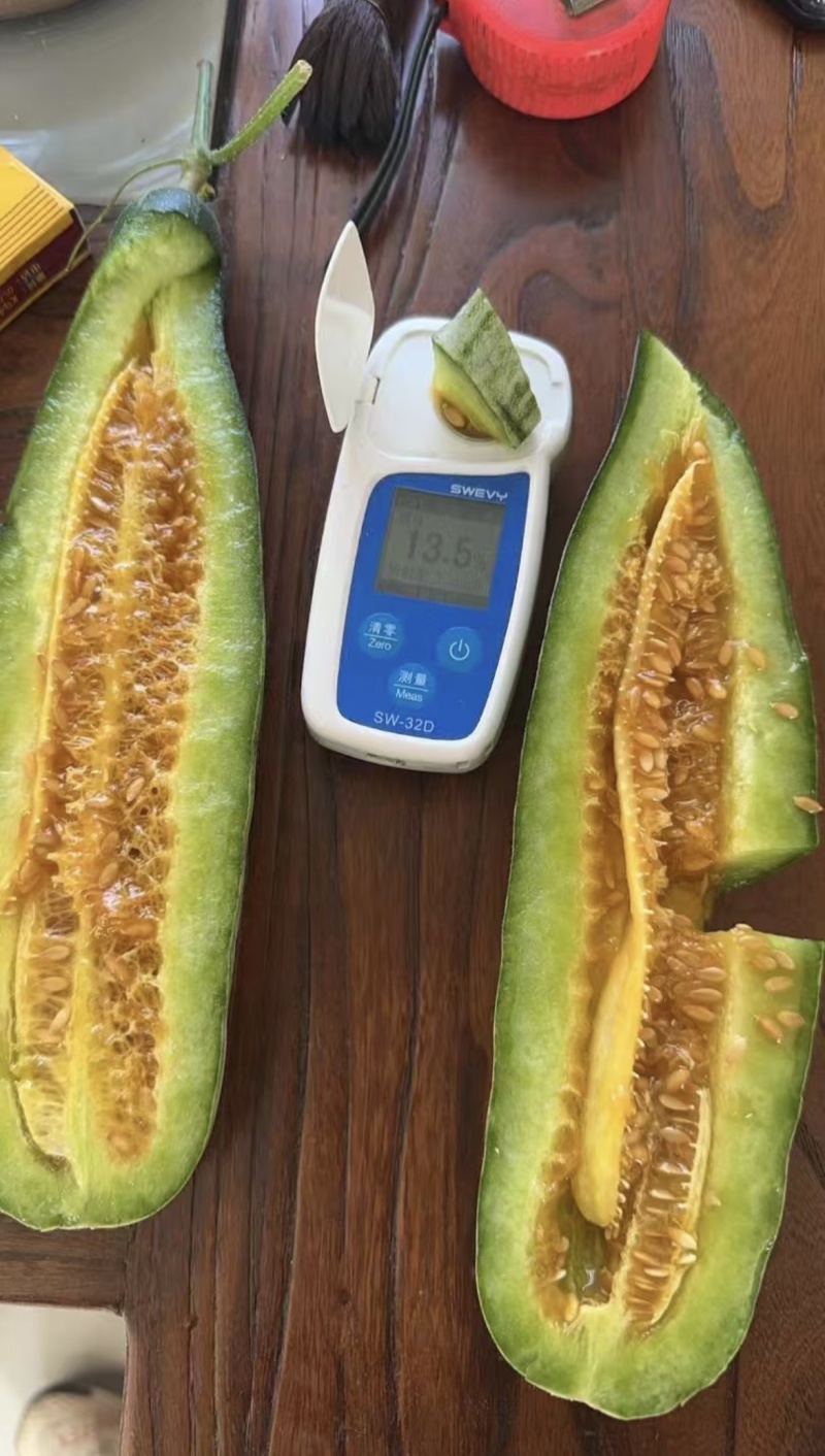 嫁接直杆羊角蜜博洋9博洋72系列品质保证