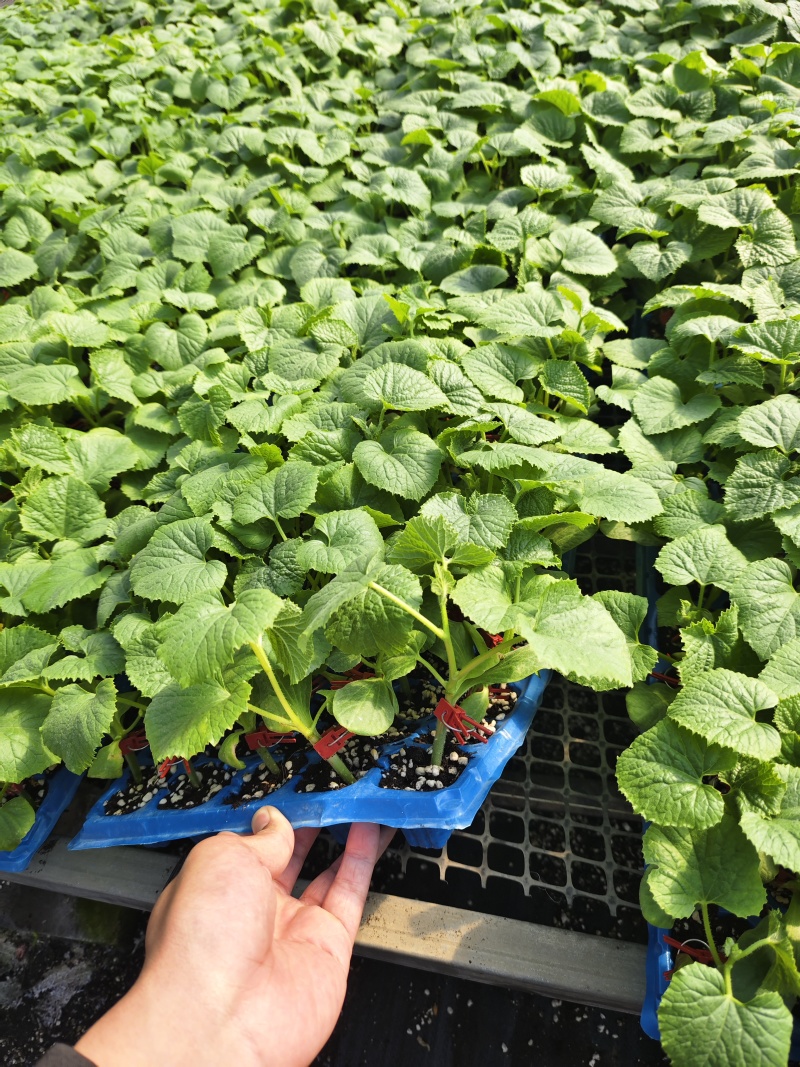 嫁接直杆羊角蜜博洋9博洋72系列品质保证