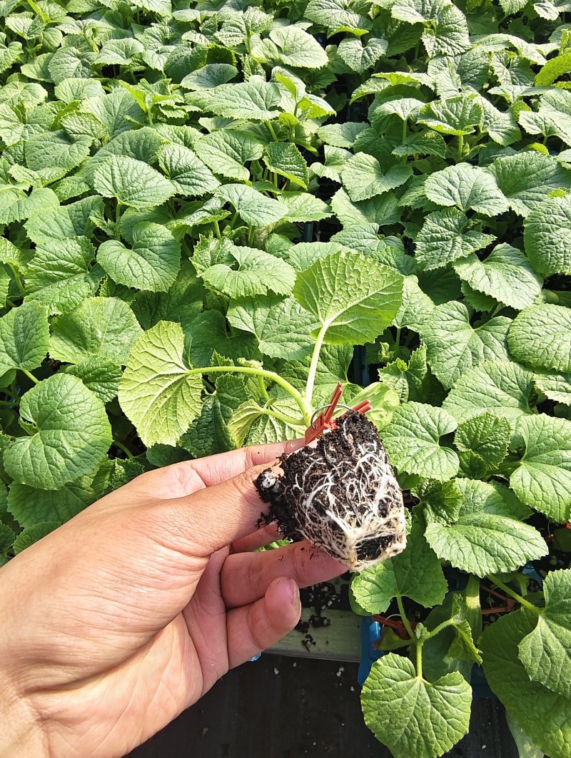 嫁接直杆羊角蜜博洋9博洋72系列品质保证