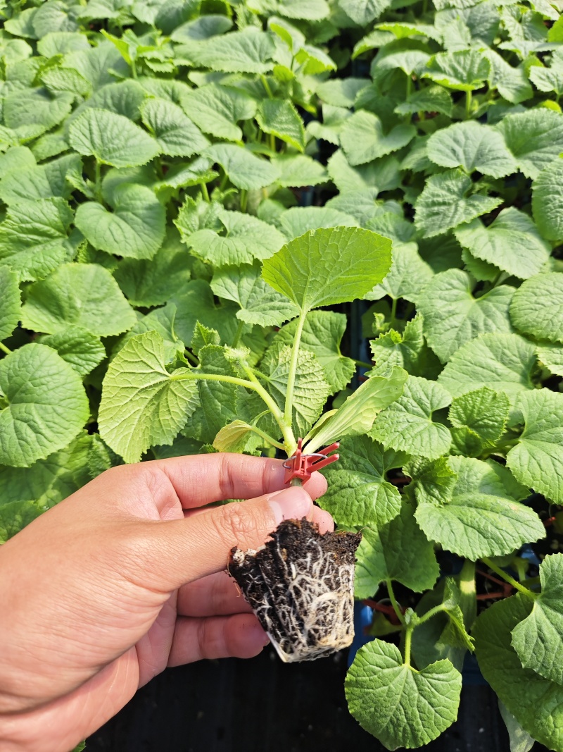 嫁接直杆羊角蜜博洋9博洋72系列品质保证