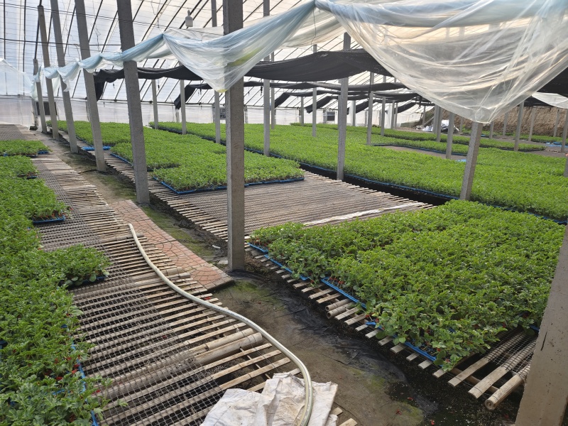 嫁接直杆羊角蜜博洋9博洋72系列品质保证