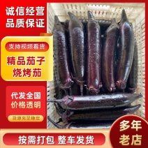 四川精品茄子，烧烤茄，墨茄，长茄，产地直发欢迎咨询