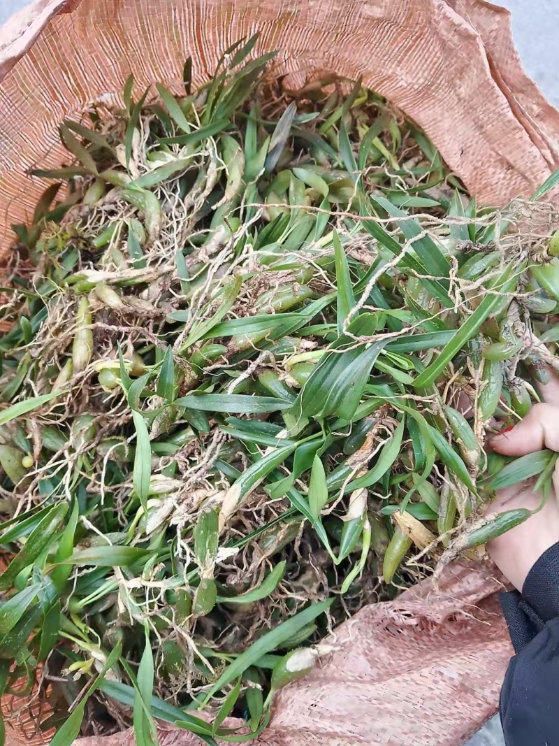 双叶小果石橄榄！！！！！！！！！！！！！！！