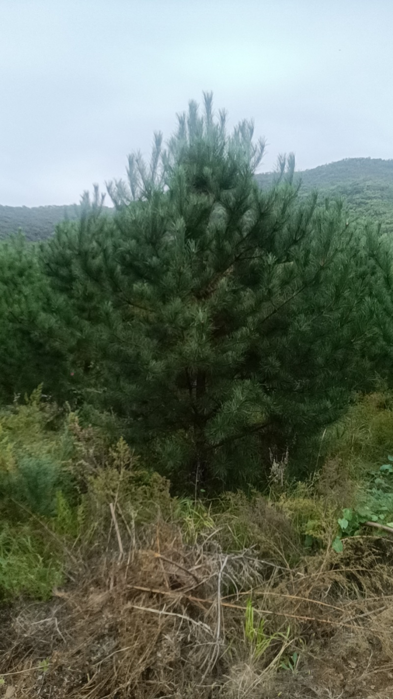 3-6米多种规格油松，量大质优，苗圃位于赤城县后城镇
