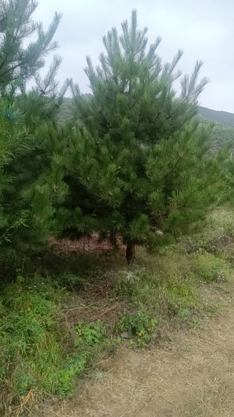 3-6米多种规格油松，量大质优，苗圃位于赤城县后城镇