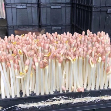 精品有机花生芽