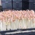 精品有机花生芽