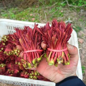 香椿芽。大竹露天香椿芽，生长在树上的蔬菜。