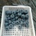 蓝莓L25