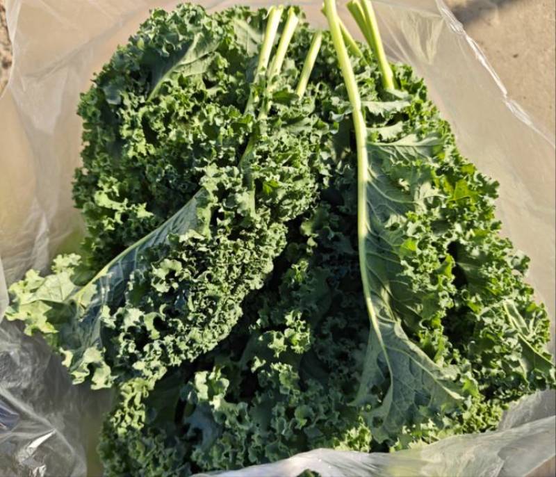 荷兰进口品种羽衣甘蓝，**皱叶翡翠绿一级货上市！产地直发
