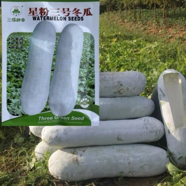 星粉三号冬瓜种子，10克大冬瓜