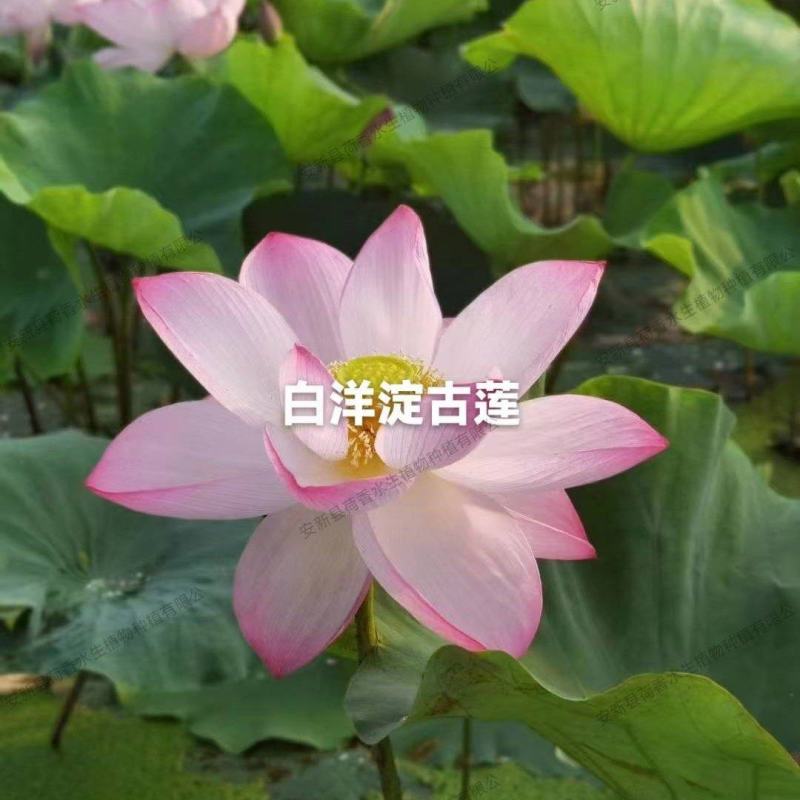 荷花苗供应，品种齐全承接各种水景亮化工程水生植物
