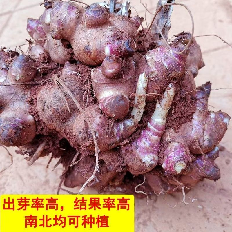 云南天山雪莲果红泥沙雪莲果种子现挖秧苗种球万根苕亚贡菊薯