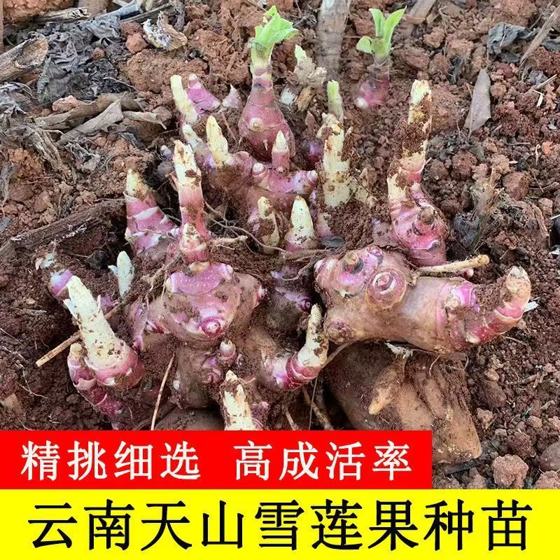 云南天山雪莲果红泥沙雪莲果种子现挖秧苗种球万根苕亚贡菊薯