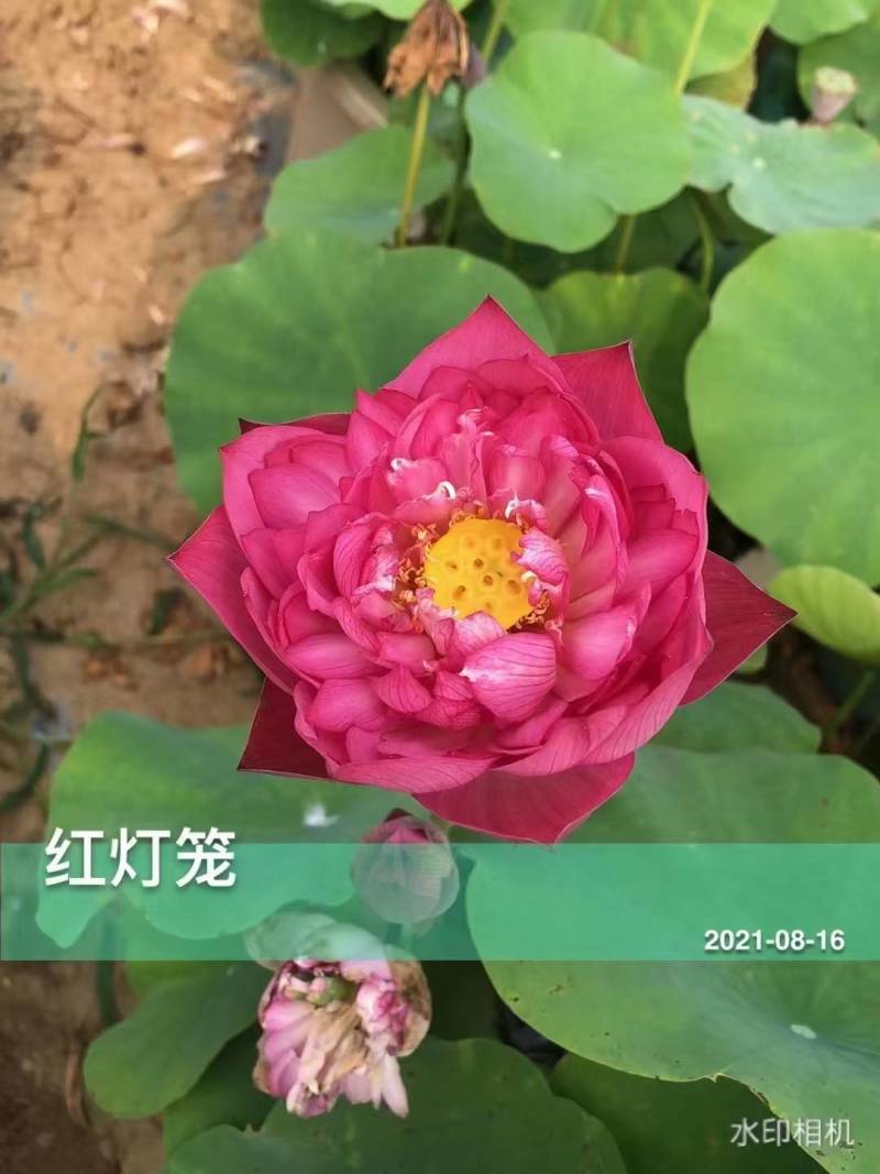 荷花苗供应，品种齐全承接各种水景亮化工程水生植物