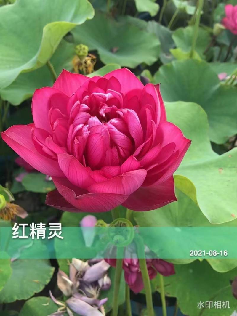 荷花苗供应，品种齐全承接各种水景亮化工程水生植物