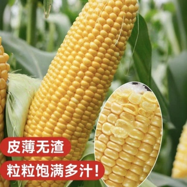 【推荐】精品水果玉米，产地一手货源，对接农户