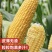 【推荐】精品水果玉米，产地一手货源，对接农户