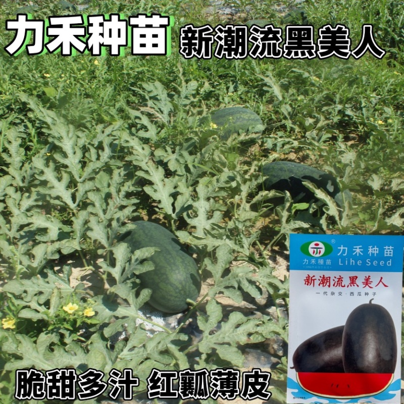力禾种苗潮流黑美人西瓜种子品种早熟品种