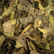 功劳叶【包邮】三斤起发货可批量可零售量大从优
