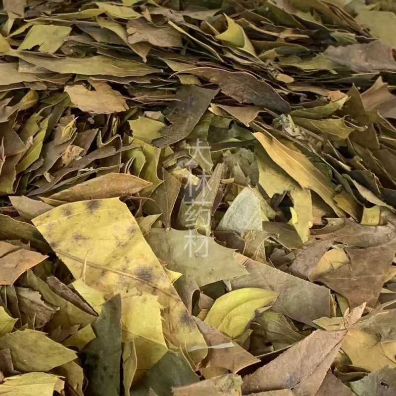 功劳叶【包邮】三斤起发货可批量可零售量大从优
