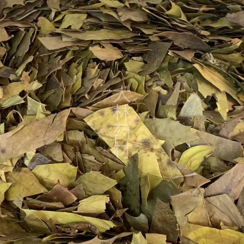 功劳叶【包邮】三斤起发货可批量可零售量大从优