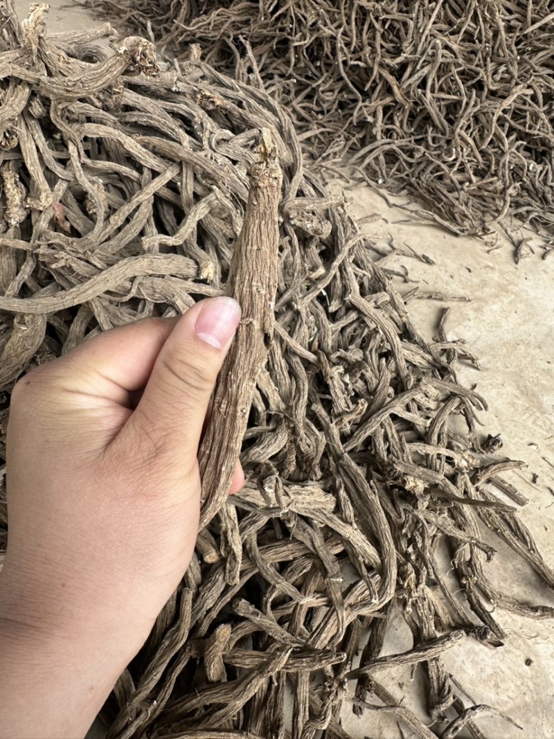 优质续断有大量货源欢迎骚扰