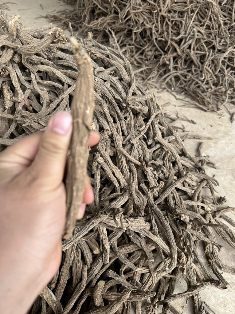 优质续断有大量货源欢迎骚扰