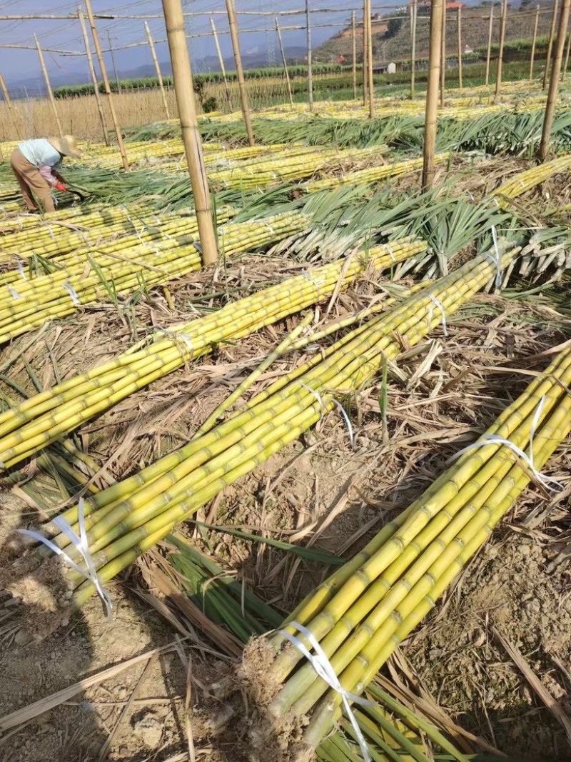 《实力商家》＞云南黄金甘蔗粗大节巴好甜汁水多电商…商超