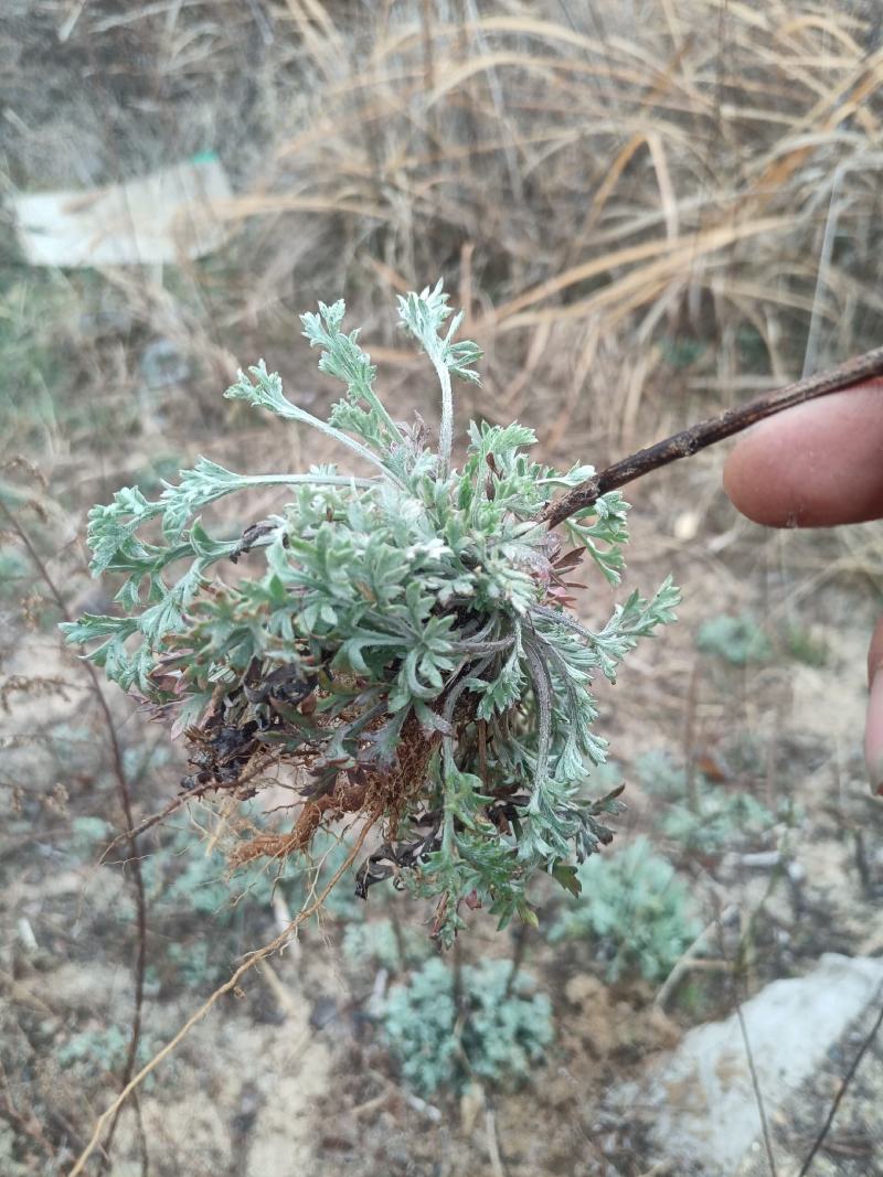野生鲜茵陈