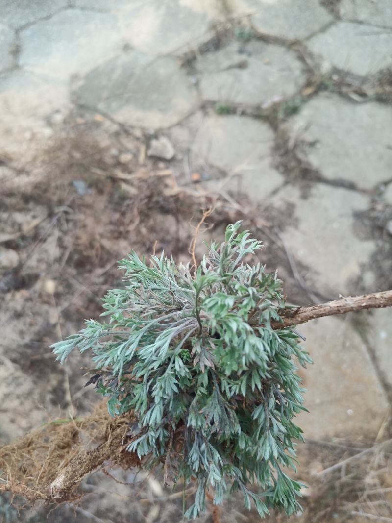野生鲜茵陈