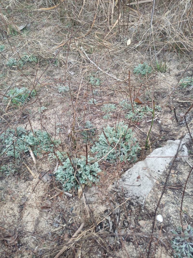 野生鲜茵陈
