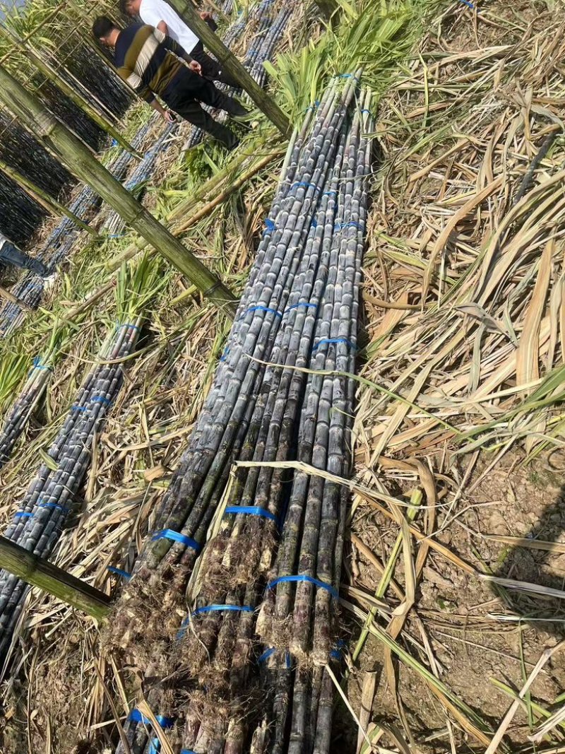 《实力商家》＞广东清远韶关甘蔗已大量上市，甜产地一手货