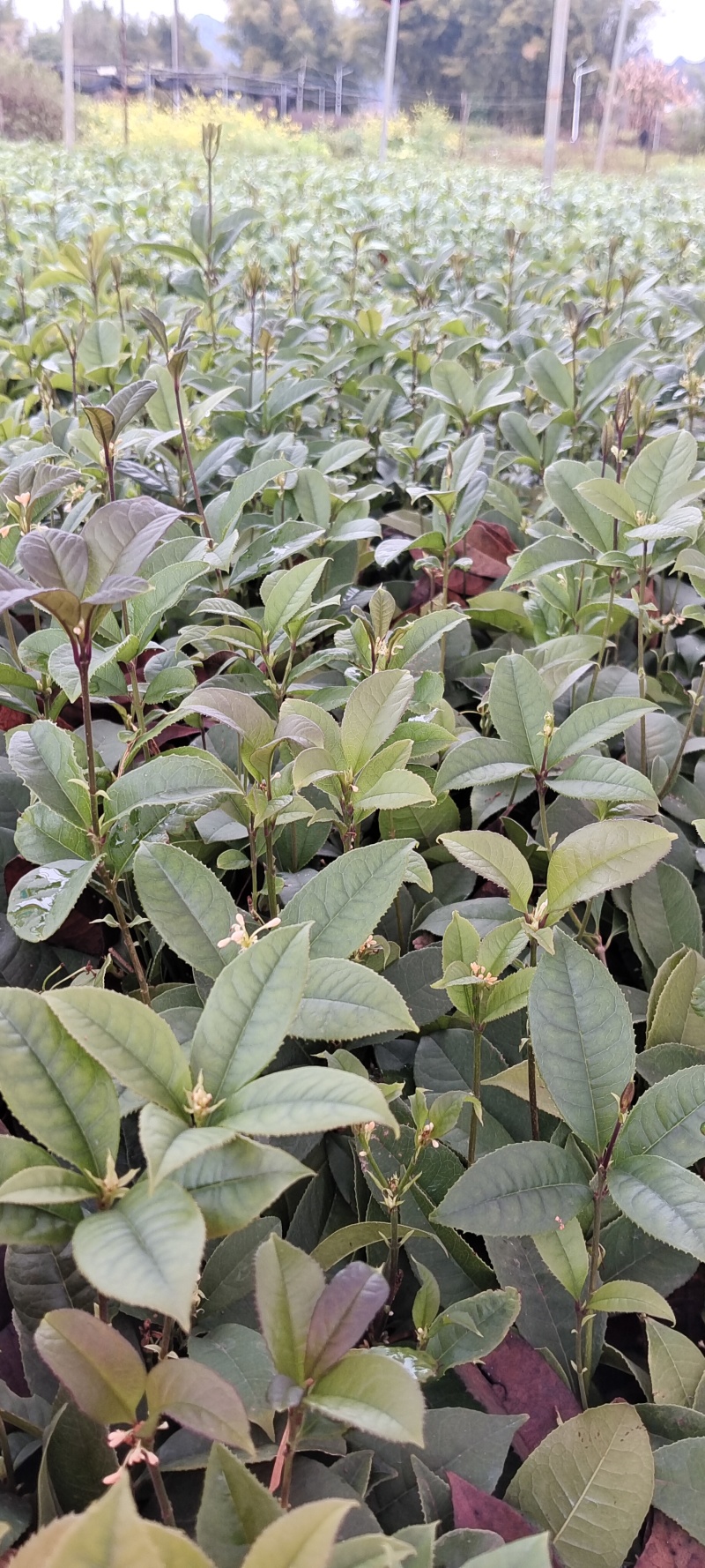四季桂小苗大量供应，基本直发，量大优惠价