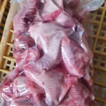 鸽子