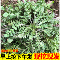 秦岭山纯野生荠菜，支持全国一件代发，团购，单车，代办