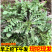 秦岭山纯野生荠菜，支持全国一件代发，团购，单车，代办
