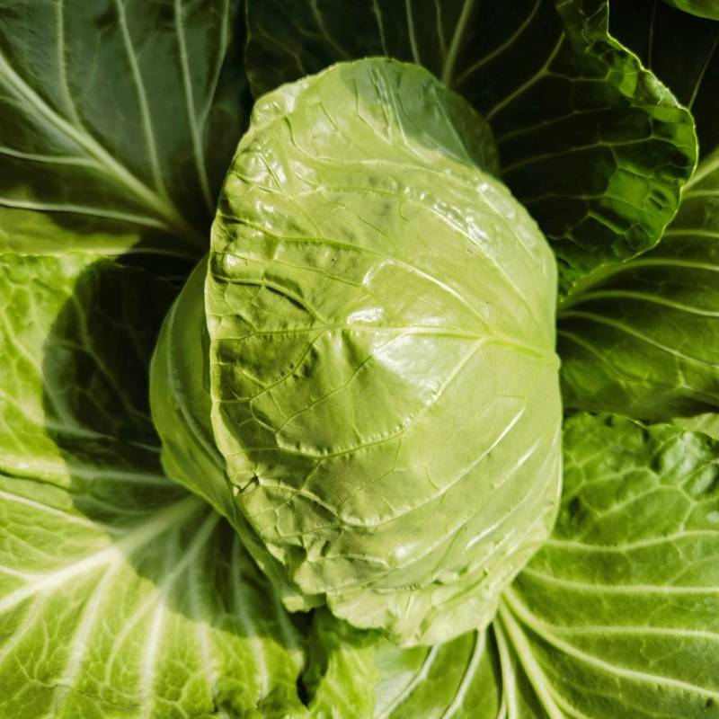 【牛商推荐】河北唐山精品甘蓝基地直发货源充足