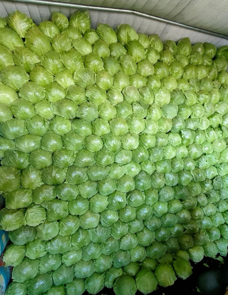【牛商推荐】河北唐山精品甘蓝基地直发货源充足
