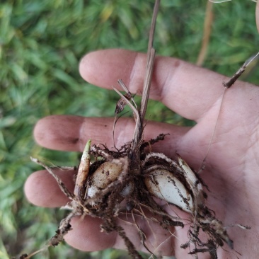 紫花三叉白芨，基地直发，技术️指导