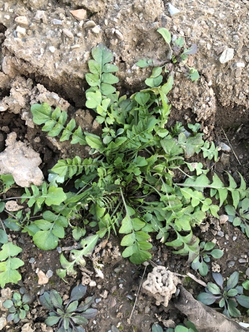 秦岭山纯野生荠菜，支持全国一件代发，团购，单车，代办