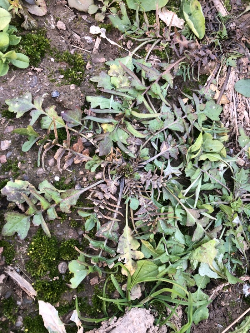 秦岭山纯野生荠菜，支持全国一件代发，团购，单车，代办