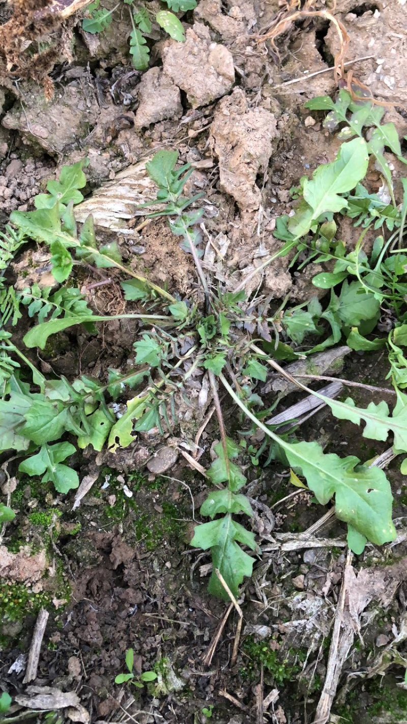 秦岭山纯野生荠菜，支持全国一件代发，团购，单车，代办
